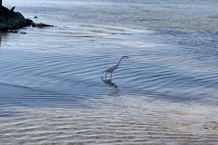 Egret-by-Bayside-at-Sandestin-Harmon
