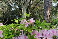 Azaleas-in-Bloom