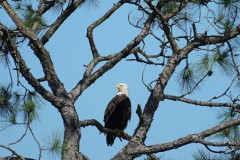 Eagle-on-Links-14