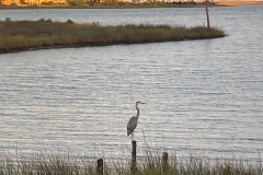 bird-in-sunset