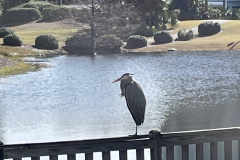 blue-heron-Harmon-