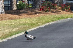 1_Duck-Crossing-Spector