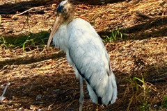 1_baby-stork