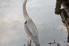 1_heron-up-close_Frank-Roberts