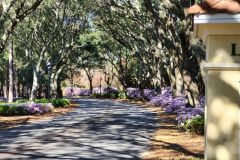 Baytowne-Ave-Azaleas