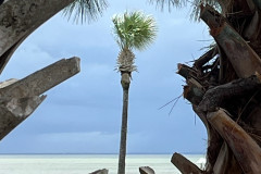 Single-palm