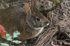 Spring-Rabbit-EM