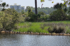 Turtles-Sunning-by-Harbor-Point