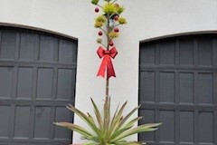 christmas-agave-style