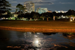 heron-in-Luau-moonlight