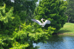 heron2-em