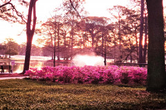 Azaleas-Sunrise-4.12.25