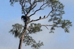 Osprey-Nest-Rebuild-in-the-Preserve_1-EM-4.10.26