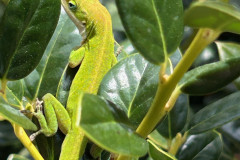 green-lizard