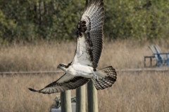 majestic-osprey