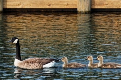 make-way-for-baby-geese