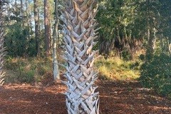 palm-tree
