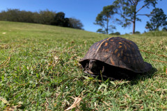 turtle-in-the-green-1.25.26