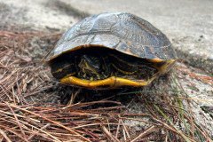 turtle-in-the-pinestraw-1.25.26