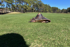 turtle-on-the-greens-1.25.26