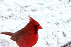 snow-cardinal